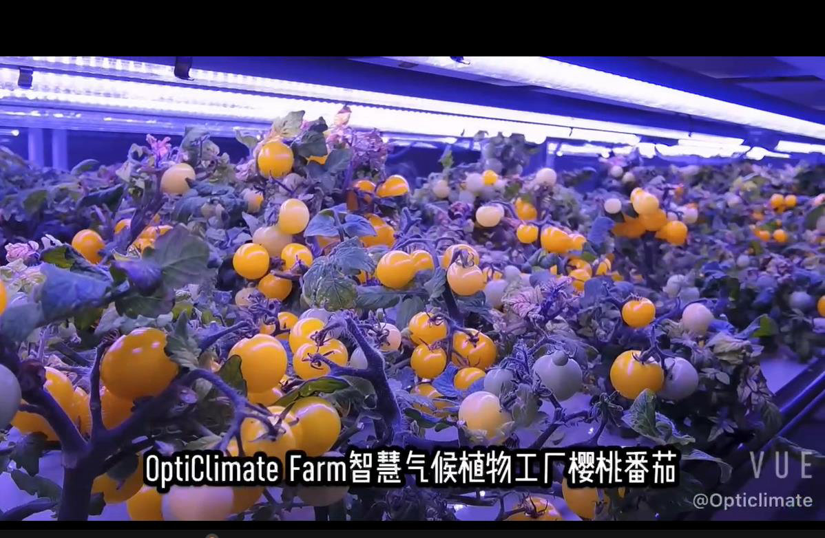 OP植物工场植物工厂