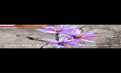 创新藏红花种植