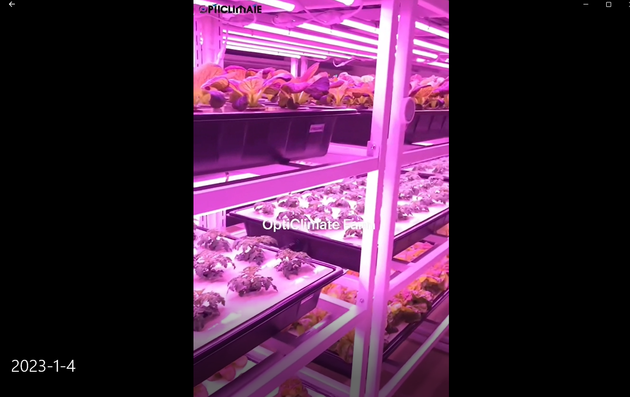 工业化农业在高楼大厦里种植蔬菜OP植物工厂